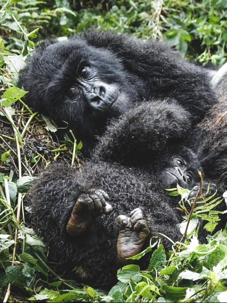 Jimmy Nelson- Foundation